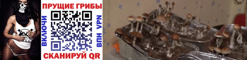 Псилоцибиновые грибы Psilocybe Нефтекамск